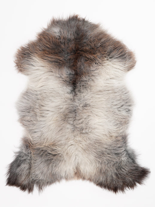 Įvairiaspalvis avikailis L