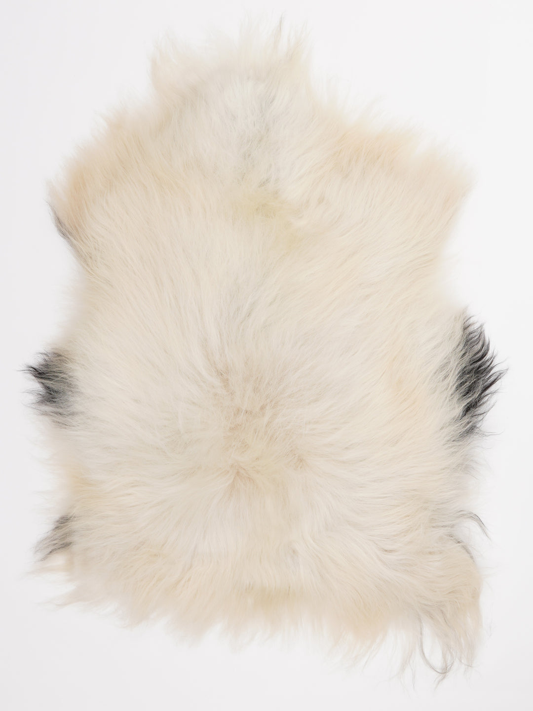 Islandiškas avikailis L