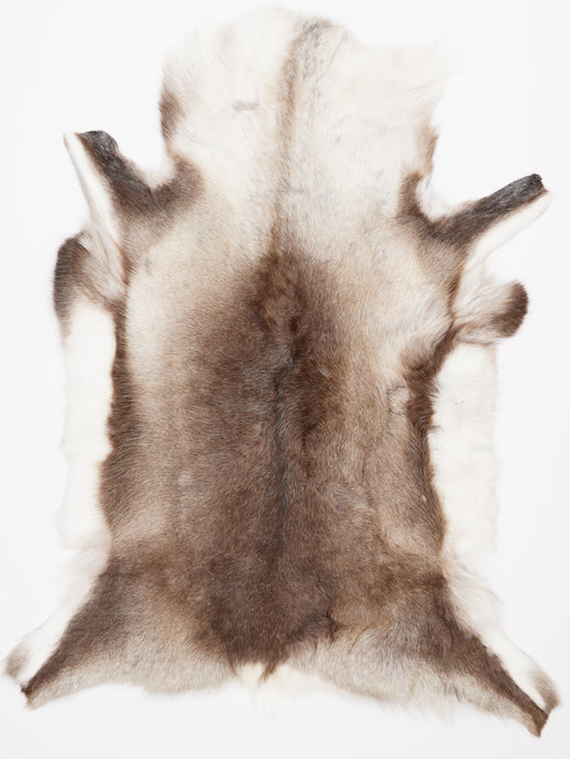 Šiaurinio elnio kailis XXL