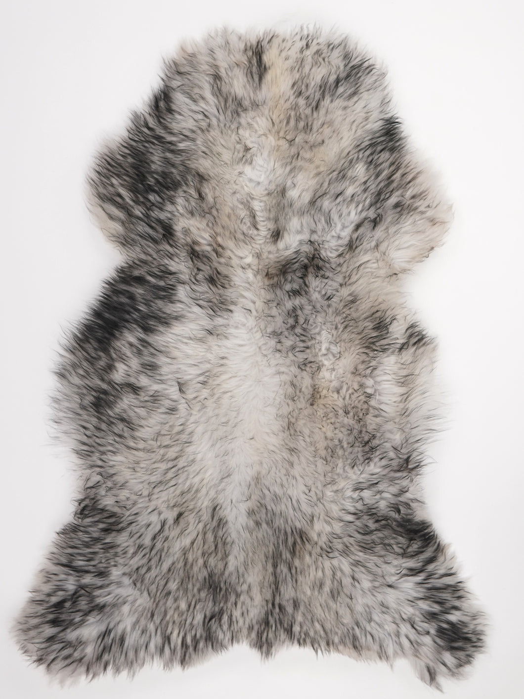 Muflono avikailis XXL