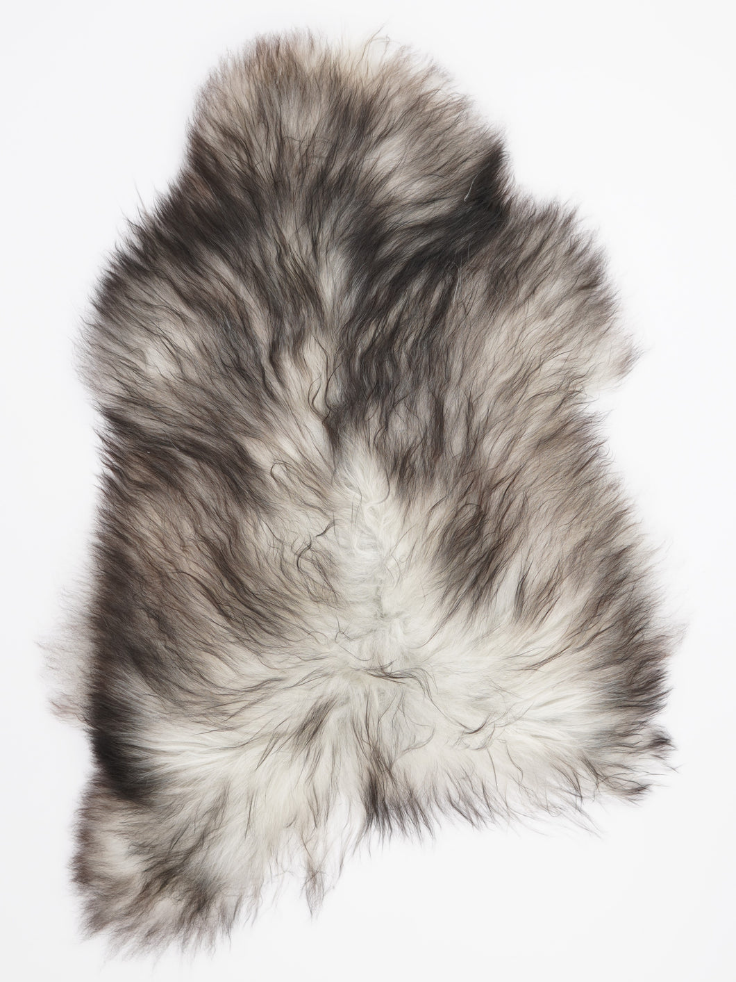 Pilkas islandiškas avikailis L