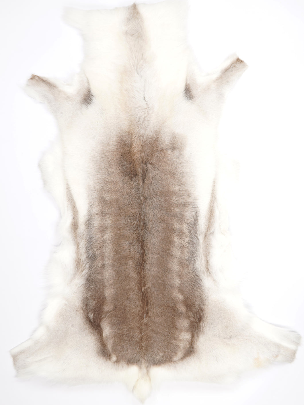 Šiaurinio elnio kailis XXXL