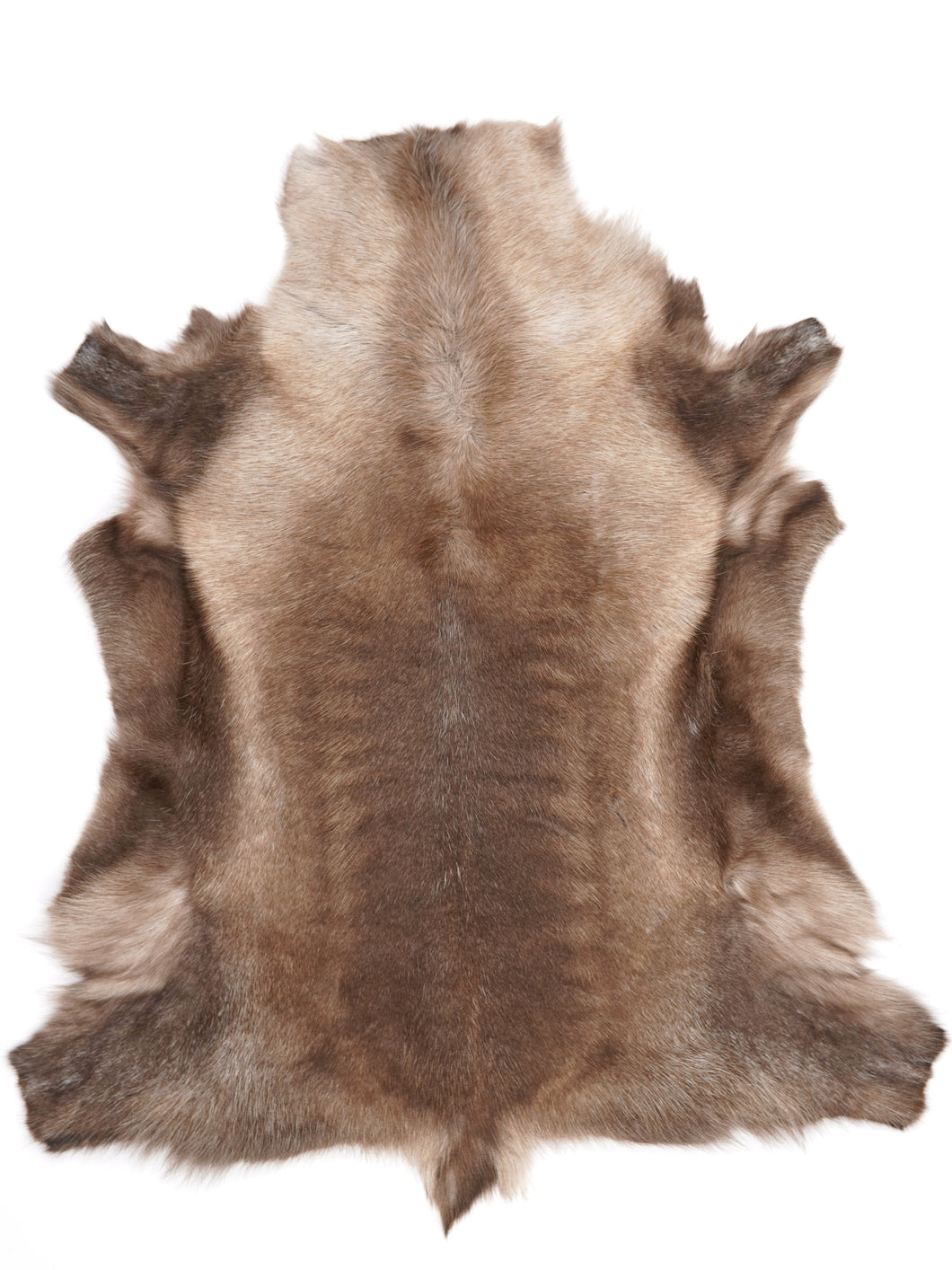 Šiaurinio elnio kailis XXXL