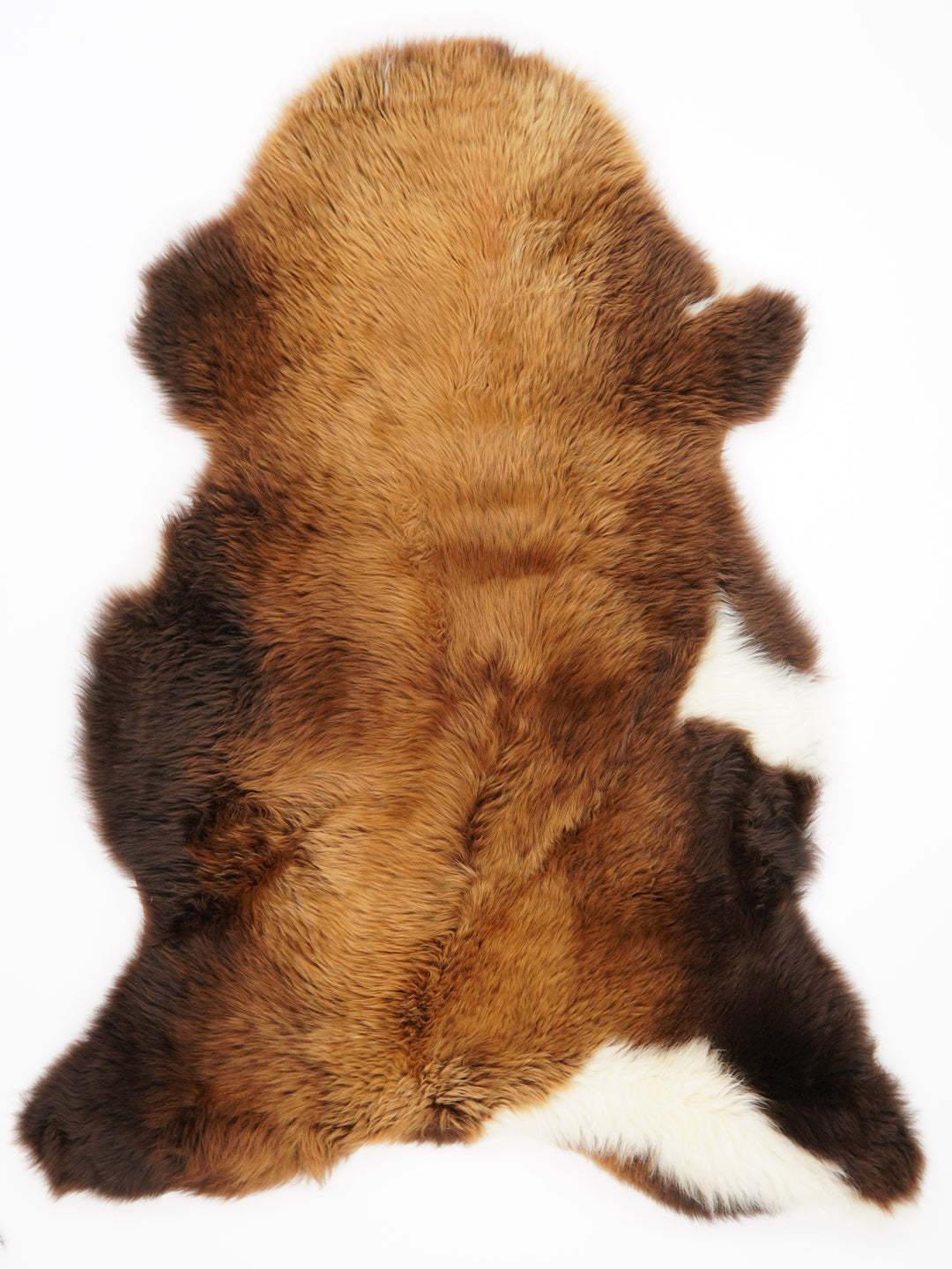 Rudas avikailis "Rusty" XL