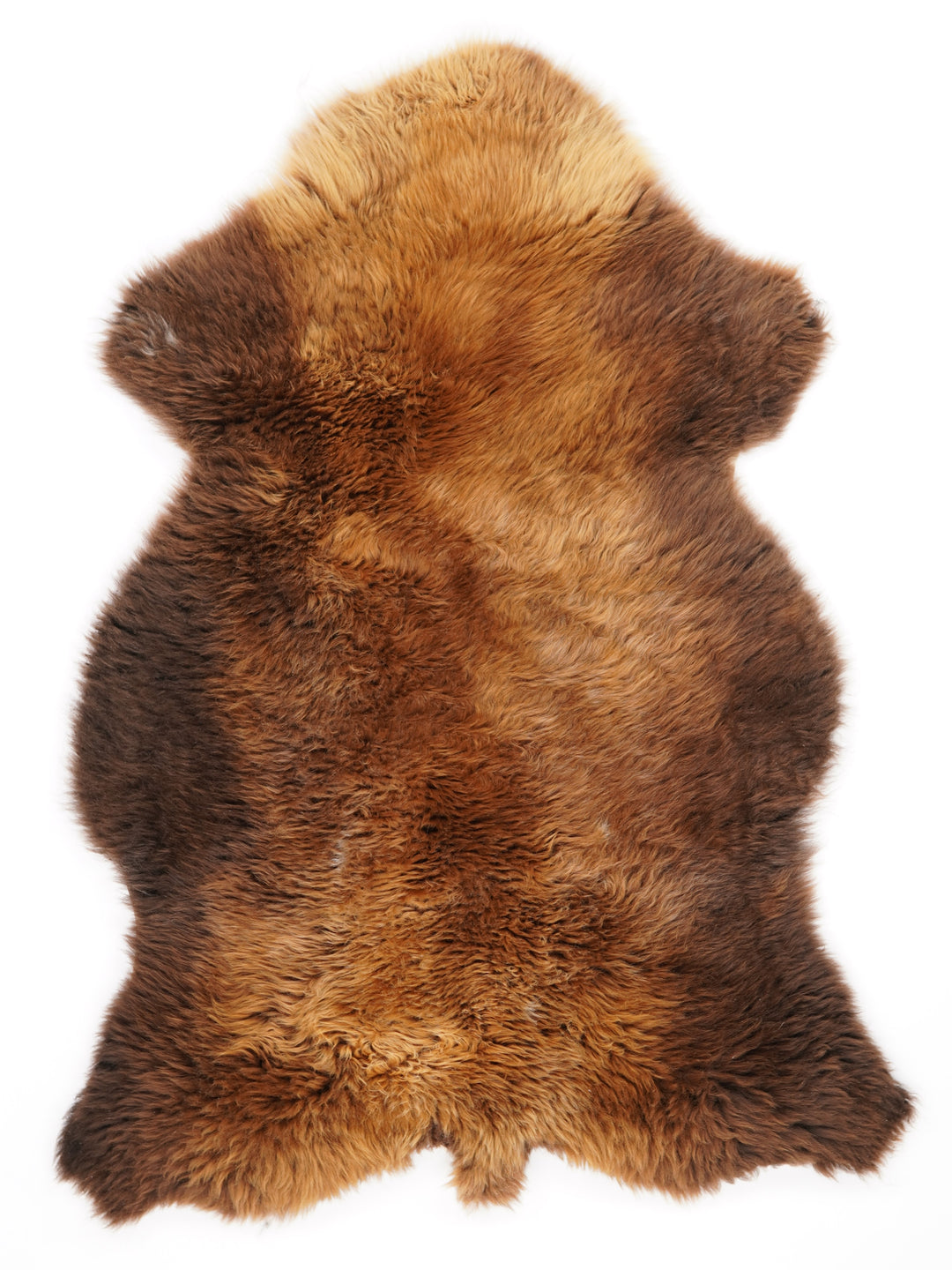Rudas avikailis "Rusty" L