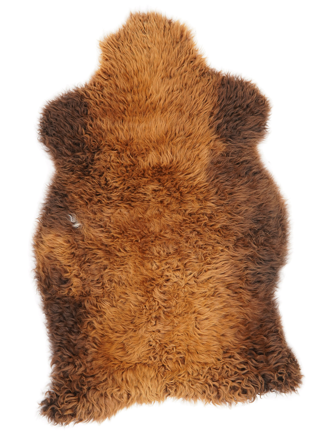 Rudas avikailis "Rusty" L