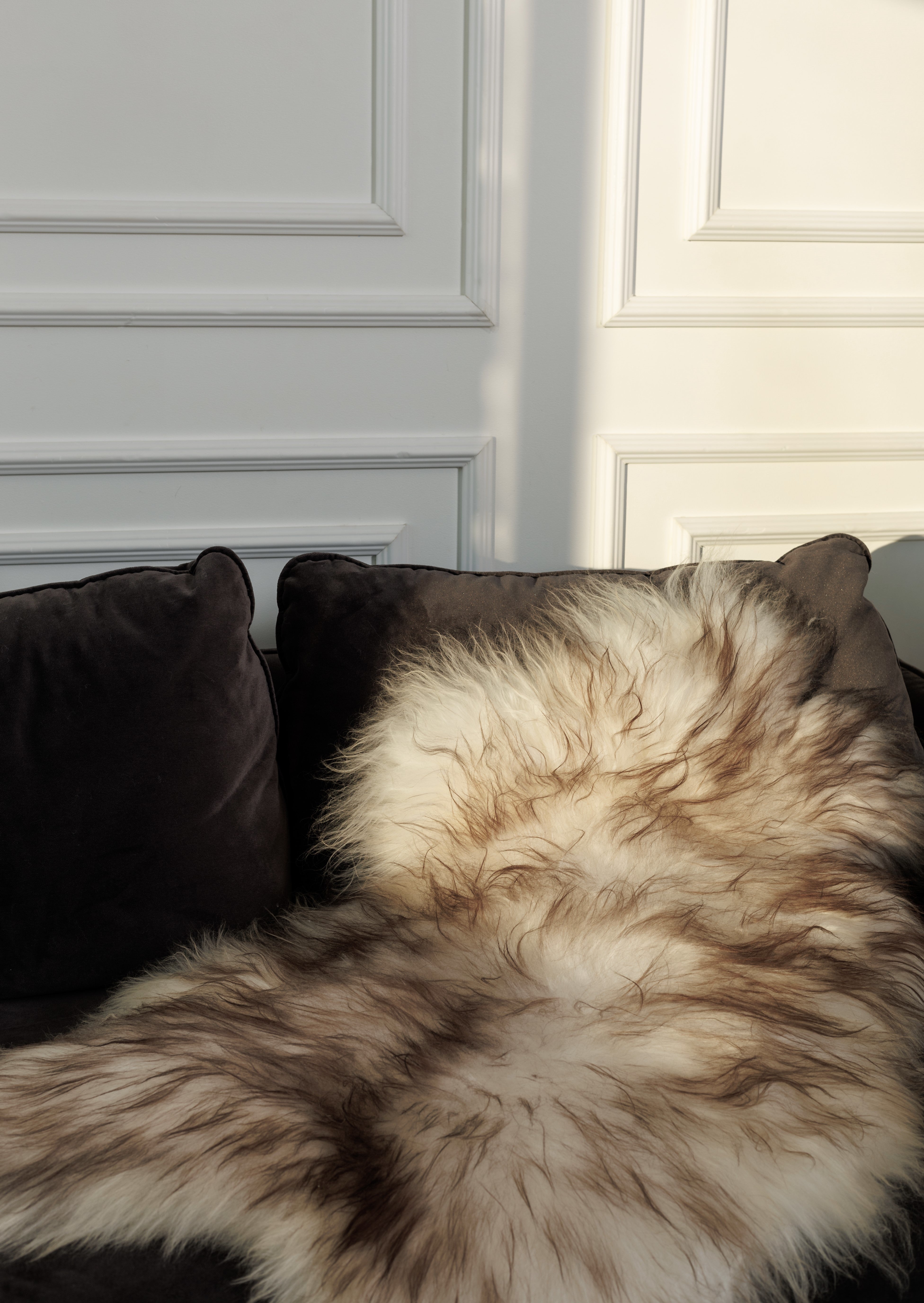 Muflono islandiškas avikailis iš arti