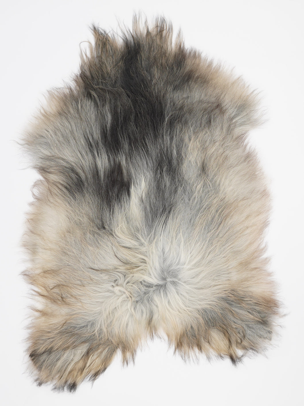 Pilkas islandiškas avikailis L