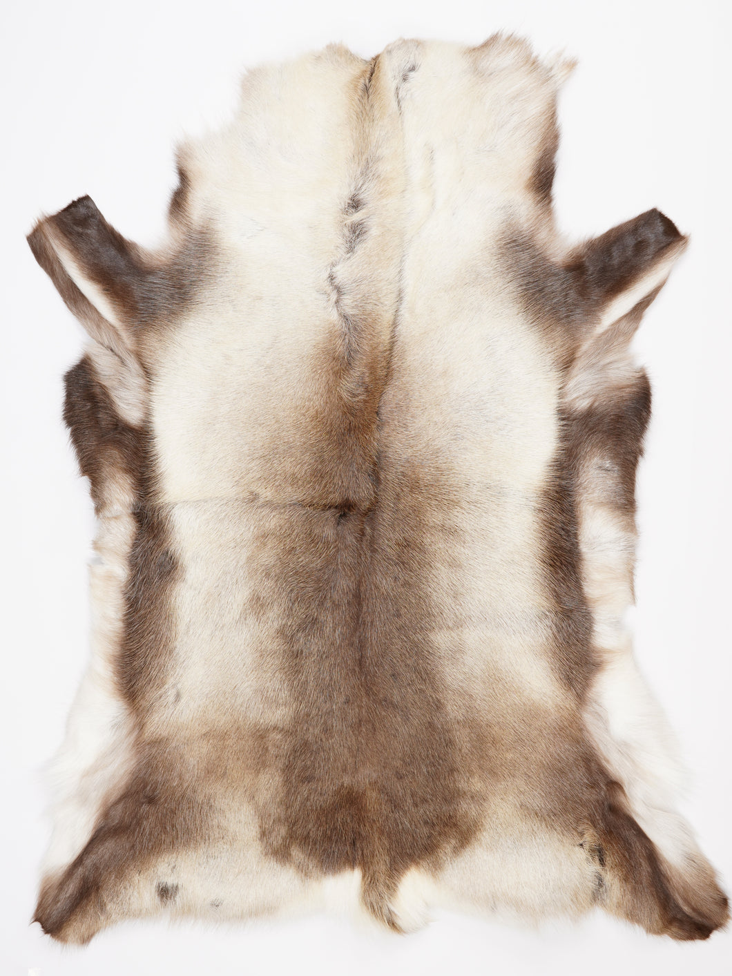 Šiaurinio elnio kailis XXXL