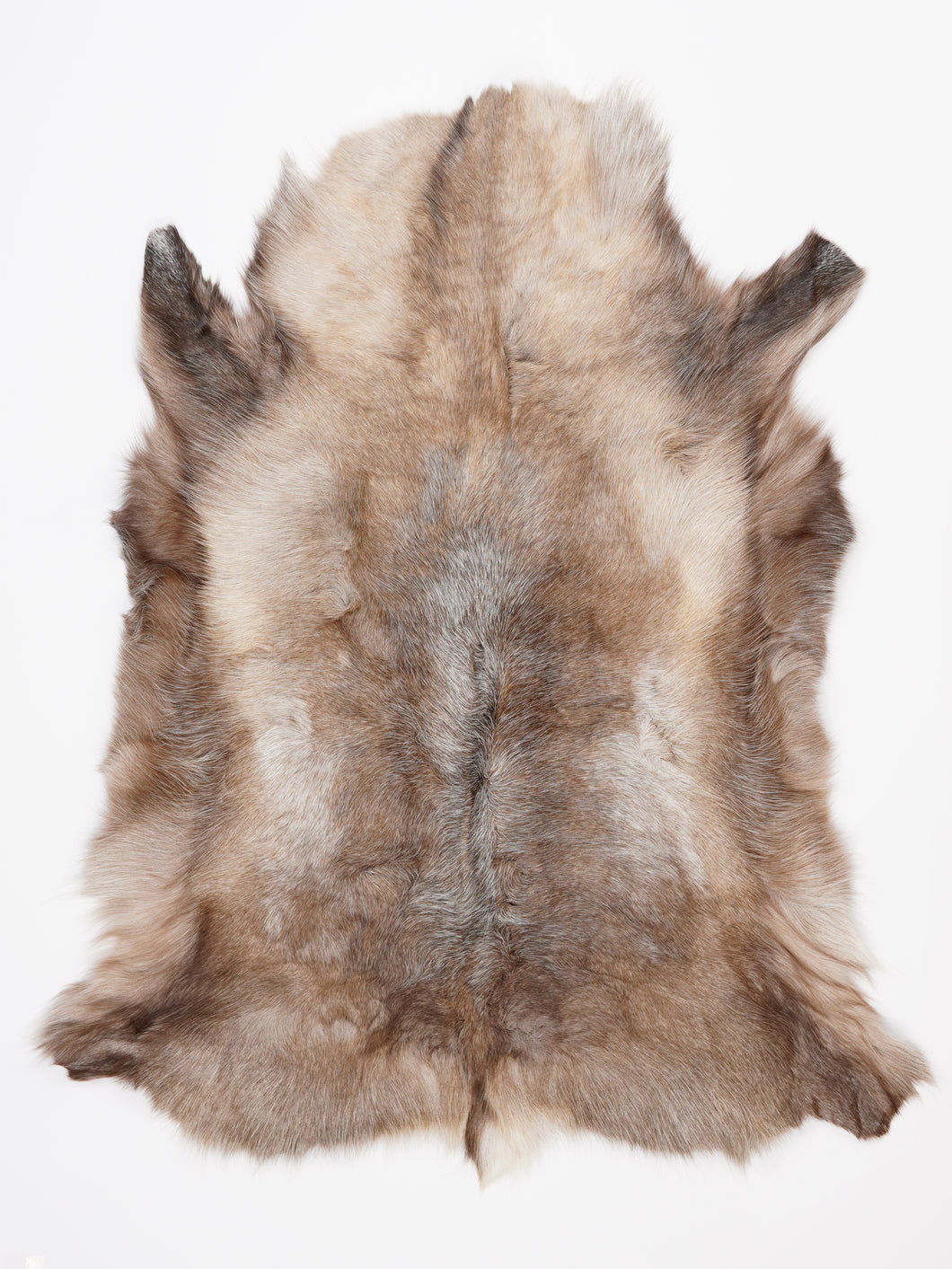 Šiaurinio elnio kailis XL