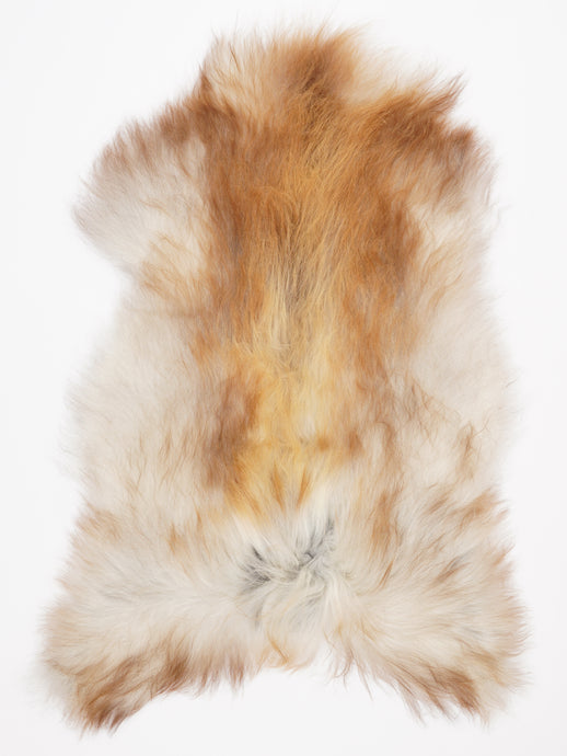 Islandiškas avikailis XXL